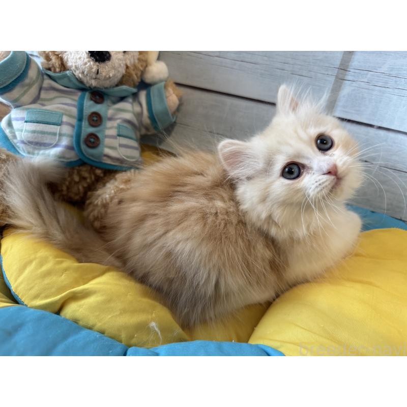 販売中の千葉県のミヌエット-137140の3枚目