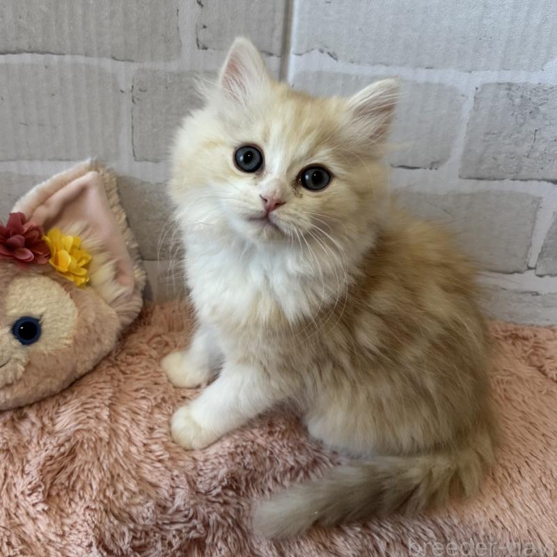 販売中の千葉県のミヌエット-137140の2枚目