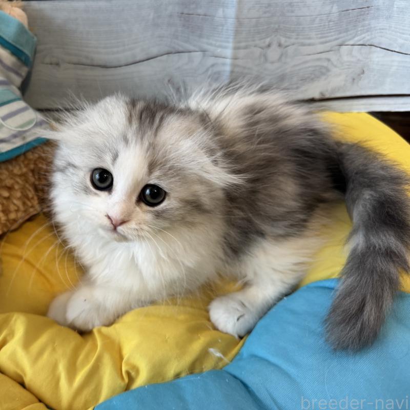 販売中の千葉県のミヌエット-136911の4枚目