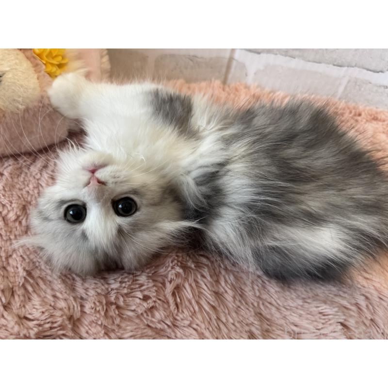 販売中の千葉県のミヌエット-136911の2枚目