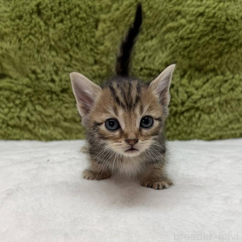 販売中の愛知県のマンチカン-139424の2枚目