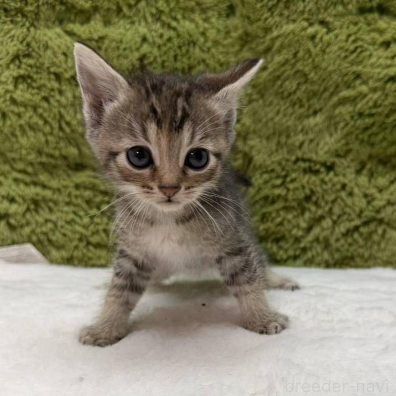 販売中の愛知県のマンチカン-139424の1枚目