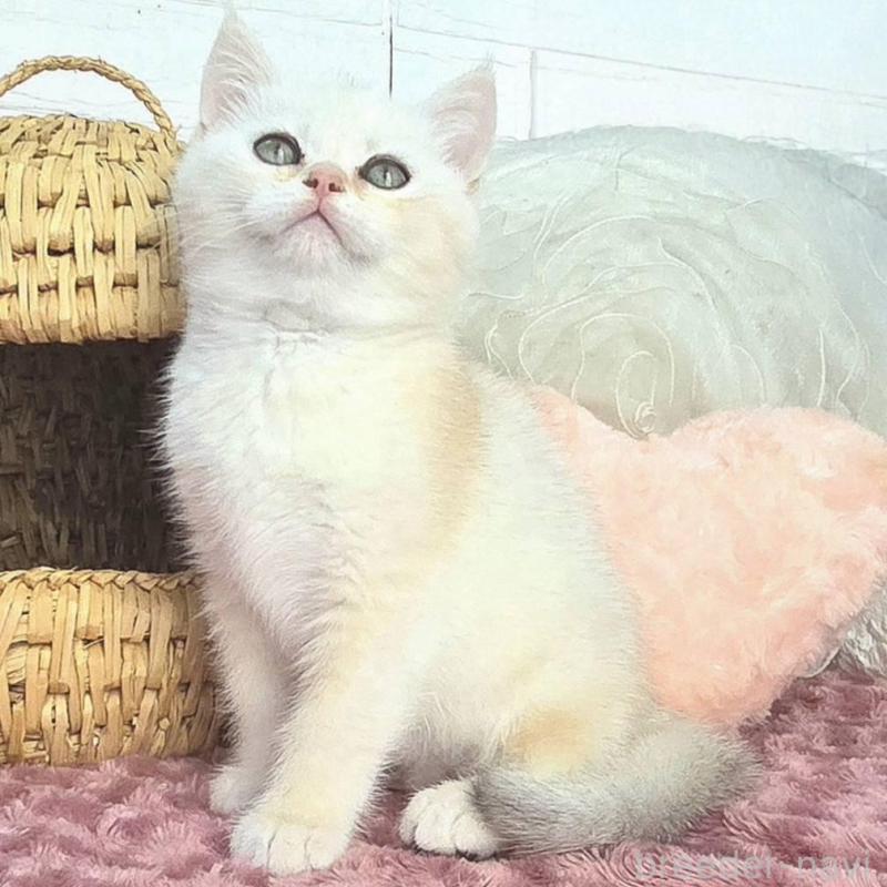 販売中の千葉県のブリティッシュショートヘア-139425の6枚目