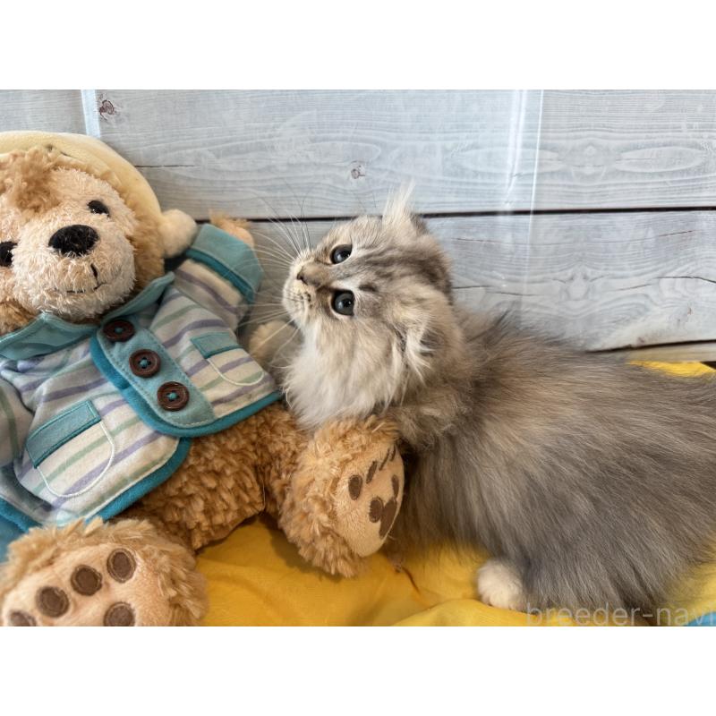 販売中の千葉県のミヌエット(短足)-136735の3枚目