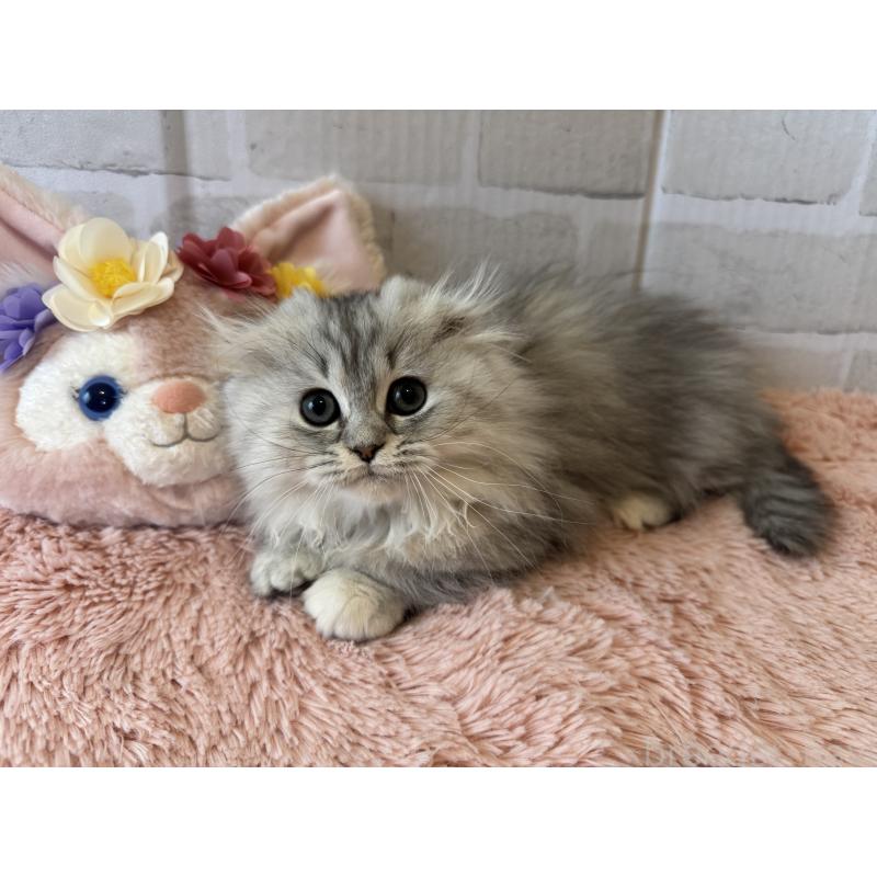 販売中の千葉県のミヌエット(短足)-136735の2枚目