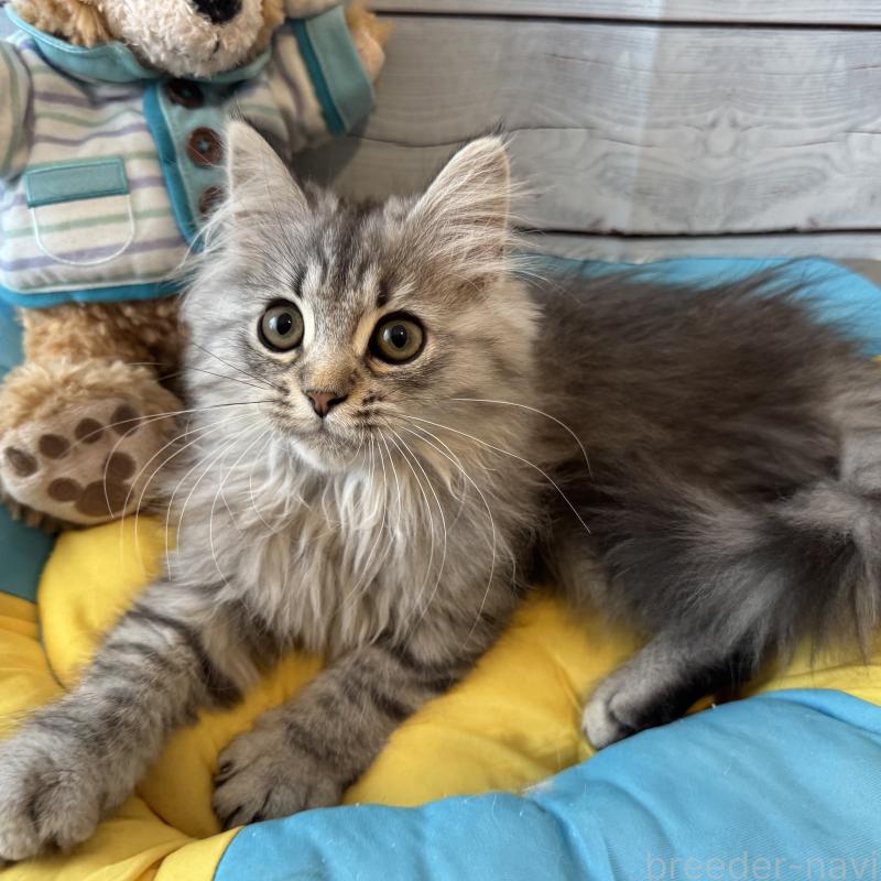 販売中の千葉県のマンチカン-135101