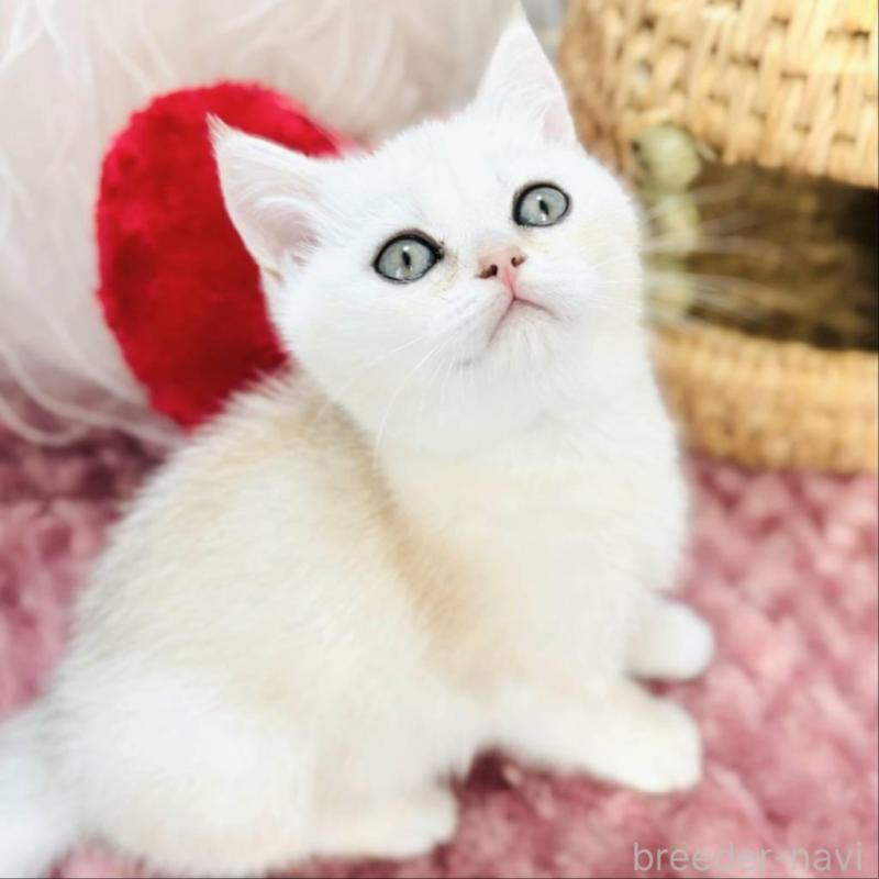 販売中の千葉県のブリティッシュショートヘア-139425の5枚目