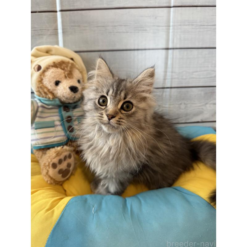 販売中の千葉県のマンチカン-135101の2枚目