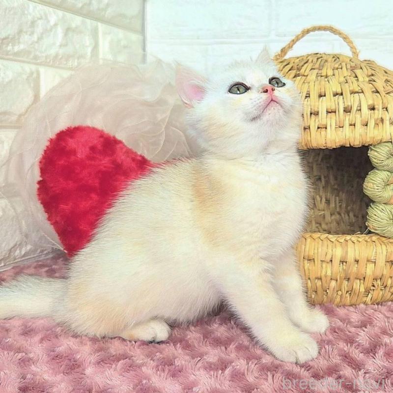 販売中の千葉県のブリティッシュショートヘア-139425の4枚目