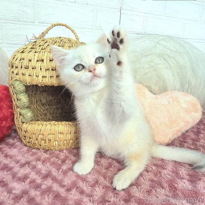 販売中の千葉県のブリティッシュショートヘア-139425の3枚目