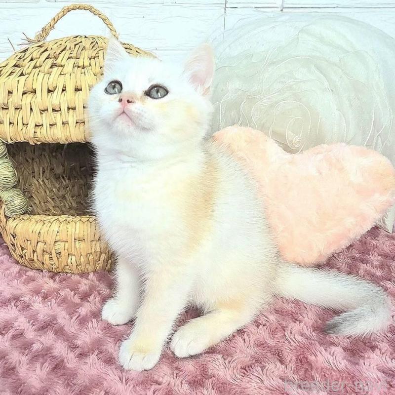 販売中の千葉県のブリティッシュショートヘア-139425の2枚目