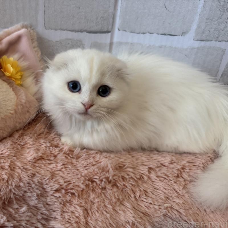 販売中の千葉県のマンチカン(短足)-135249