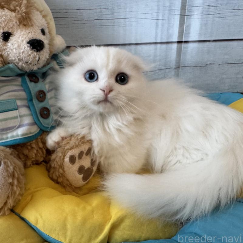 販売中の千葉県のマンチカン(短足)-135249の2枚目