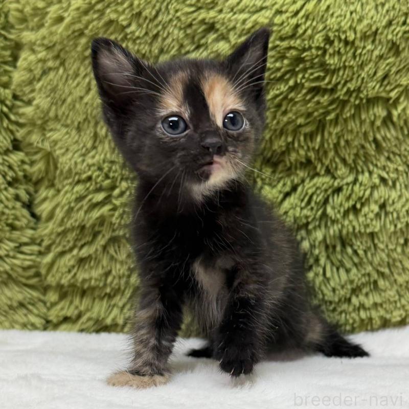 販売中の愛知県のマンチカン-139426の2枚目