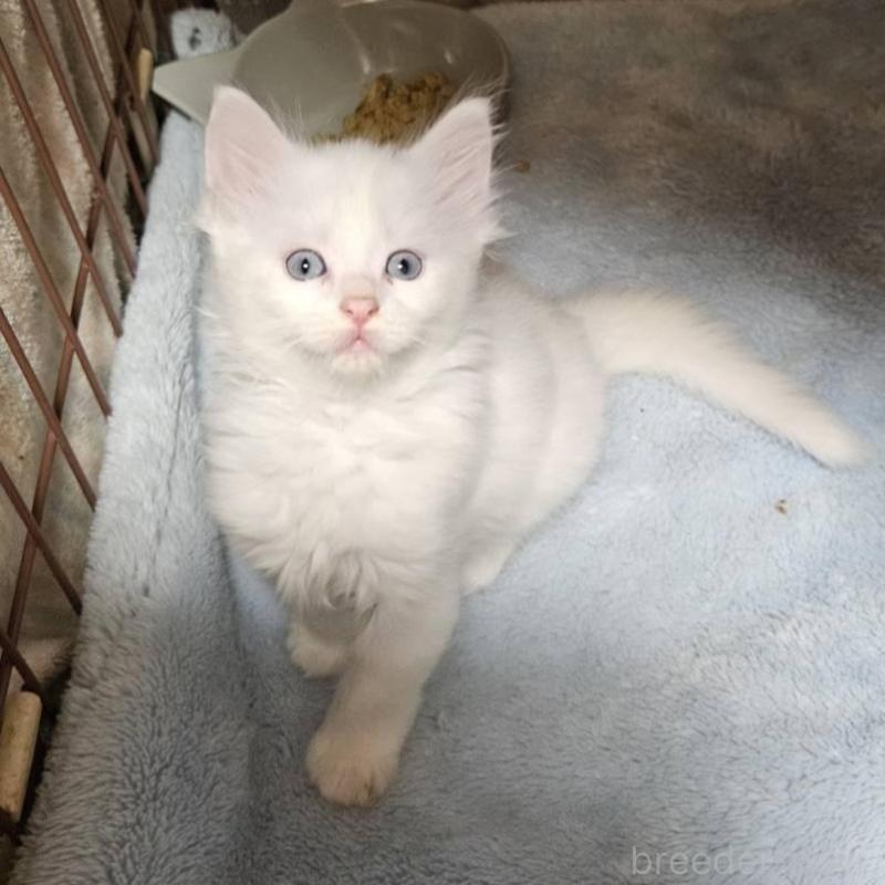 販売中の東京都のメインクーン-139428の6枚目