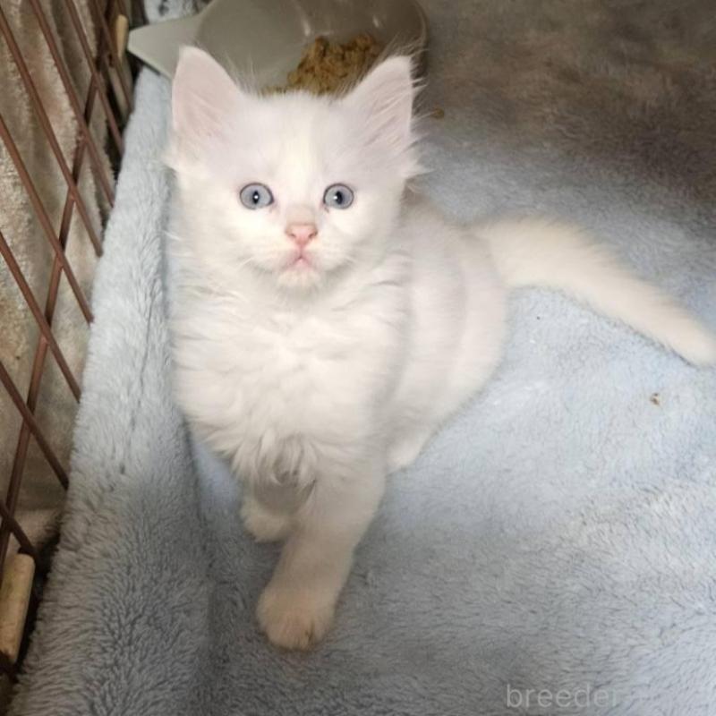 販売中の東京都のメインクーン-139428の5枚目