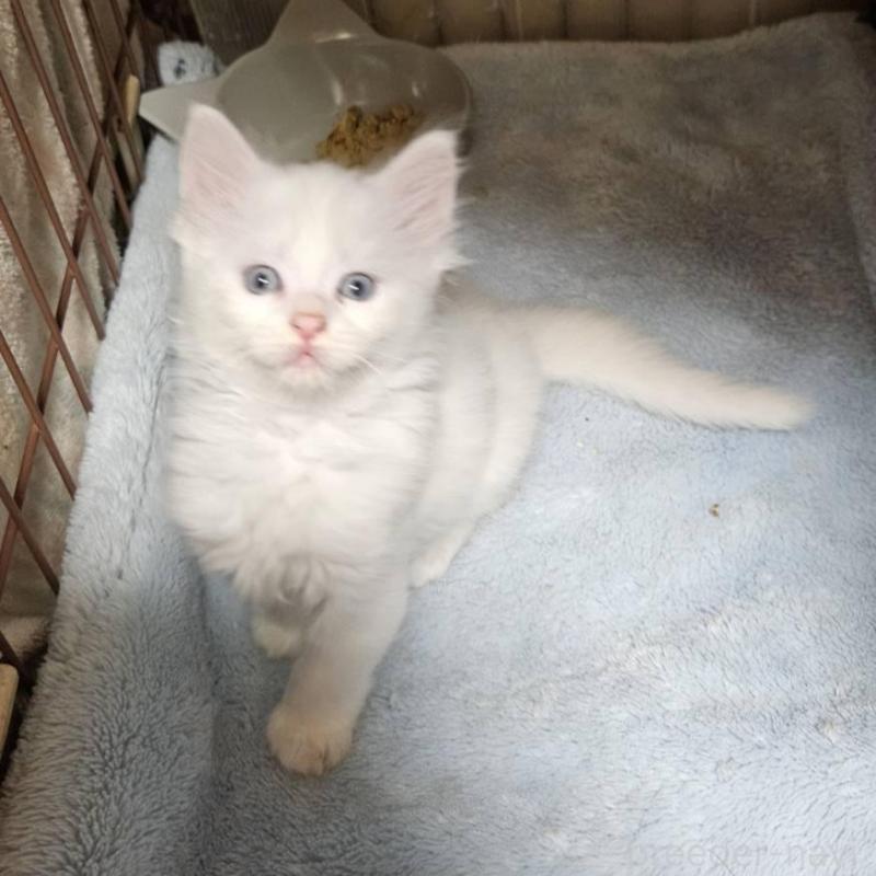 販売中の東京都のメインクーン-139428の4枚目