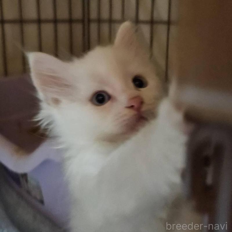 販売中の東京都のメインクーン-139428の3枚目