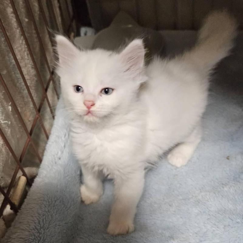 販売中の東京都のメインクーン-139428の1枚目