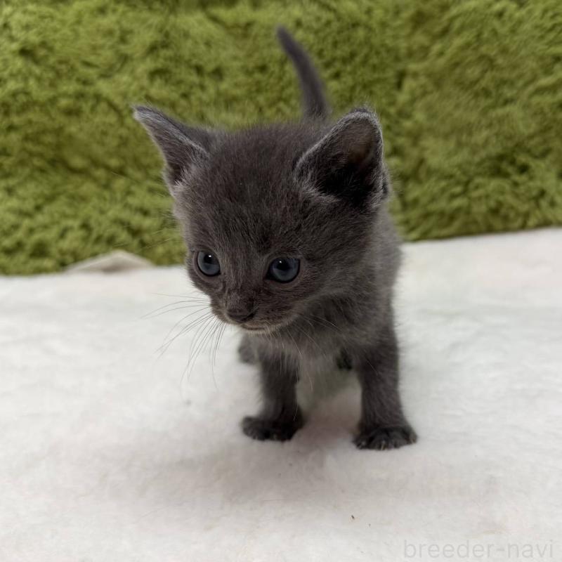 販売中の愛知県のマンチカン-139427の2枚目