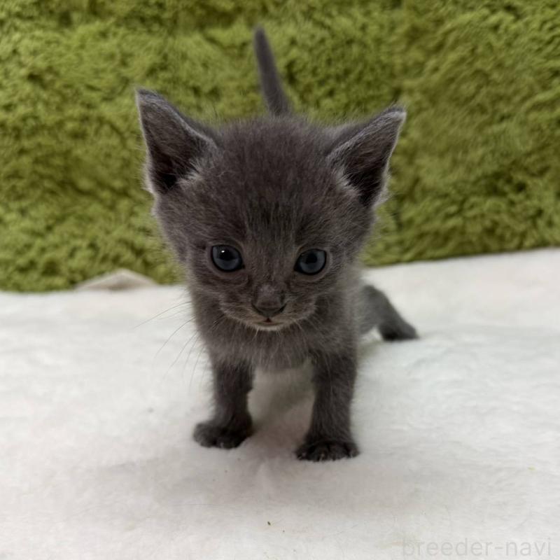 販売中の愛知県のマンチカン-139427の1枚目