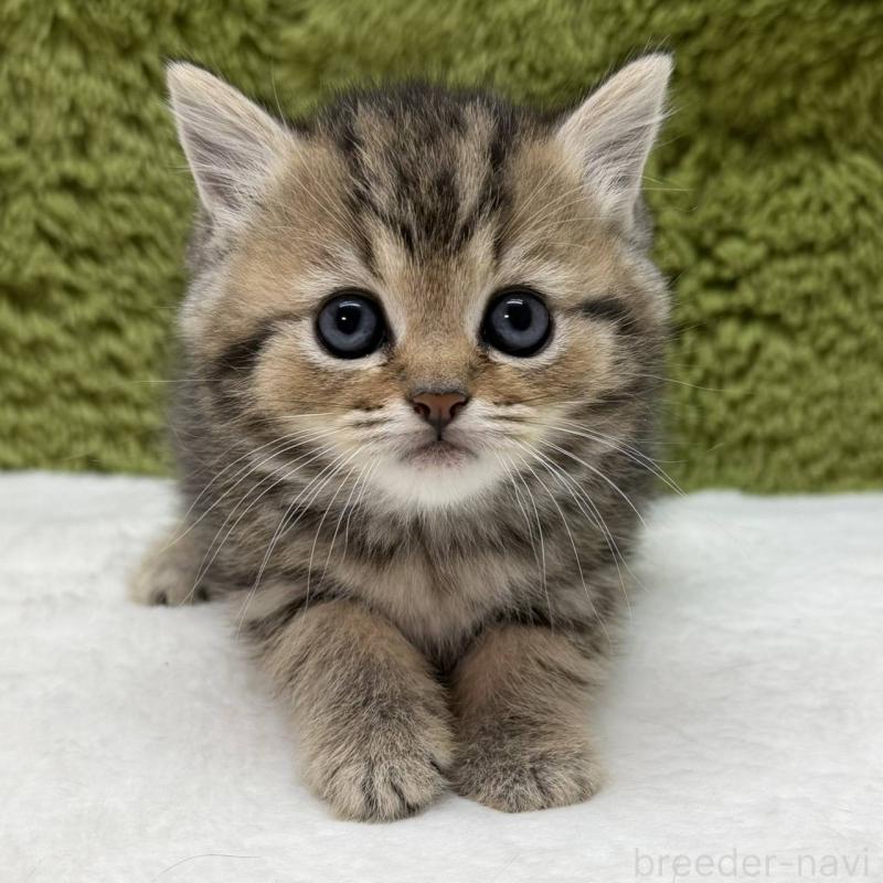 販売中の愛知県のマンチカン-139429の1枚目