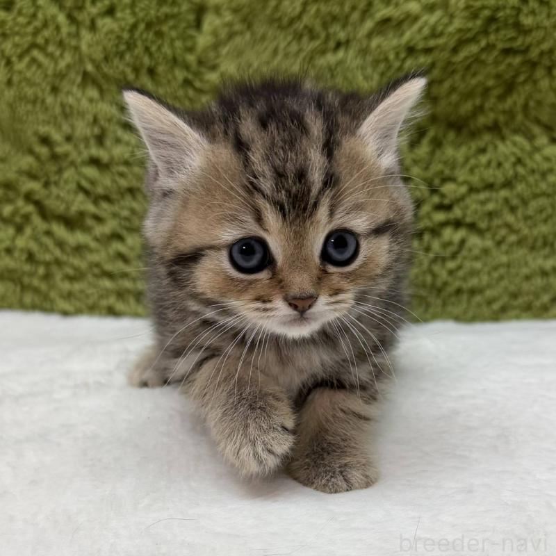 販売中の愛知県のマンチカン-139429の2枚目