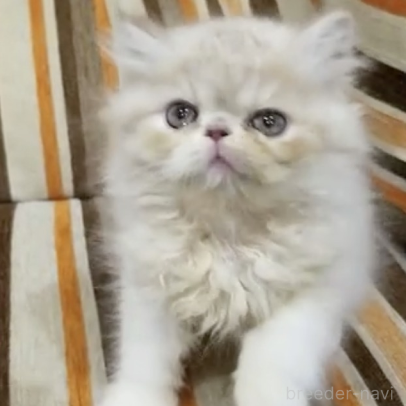 販売中の京都府のエキゾチックショートヘア-139431の1枚目