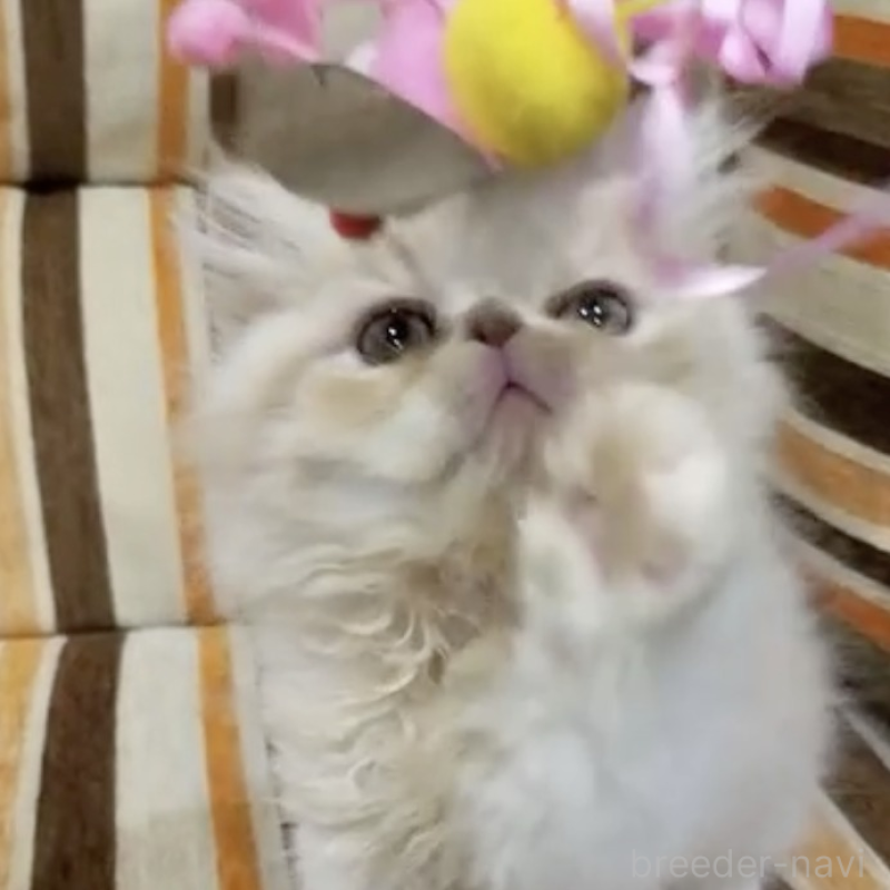 販売中の京都府のエキゾチックショートヘア-139431の3枚目