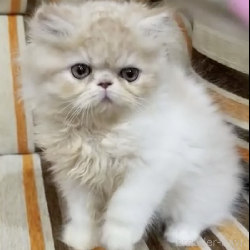 販売中の京都府のエキゾチックショートヘア-139431の2枚目