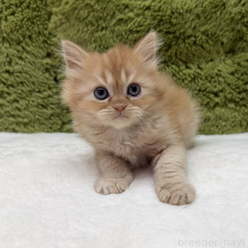 販売中の愛知県のマンチカン-139430の1枚目