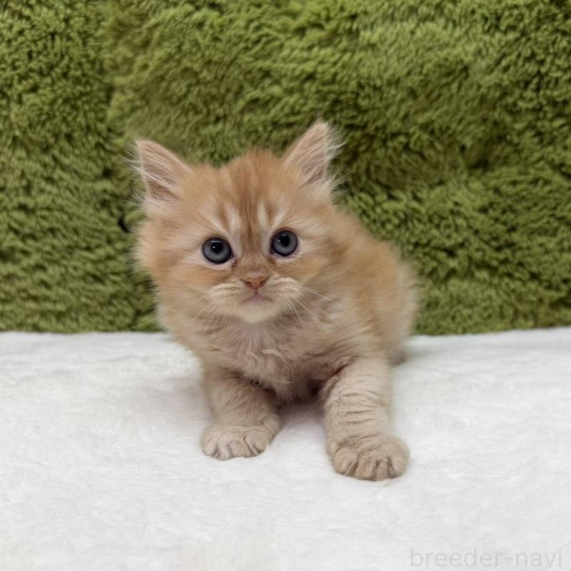 販売中の愛知県のマンチカン-139430の2枚目