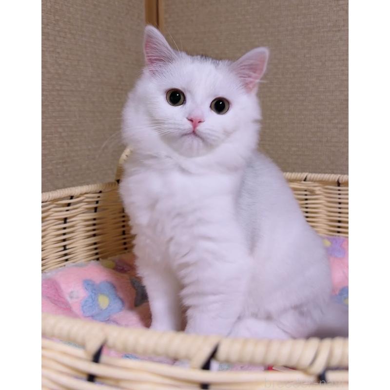 販売中の京都府のスコティッシュフォールド-135673の5枚目