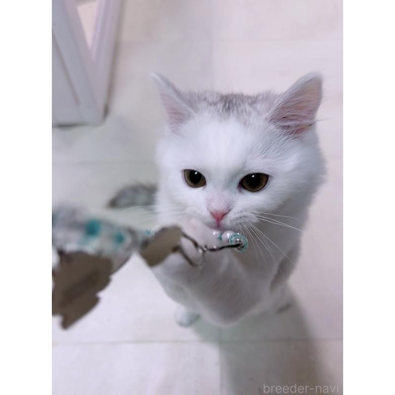 販売中の京都府のスコティッシュフォールド-135673の4枚目