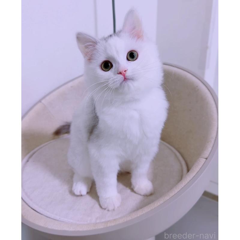 販売中の京都府のスコティッシュフォールド-135673の3枚目