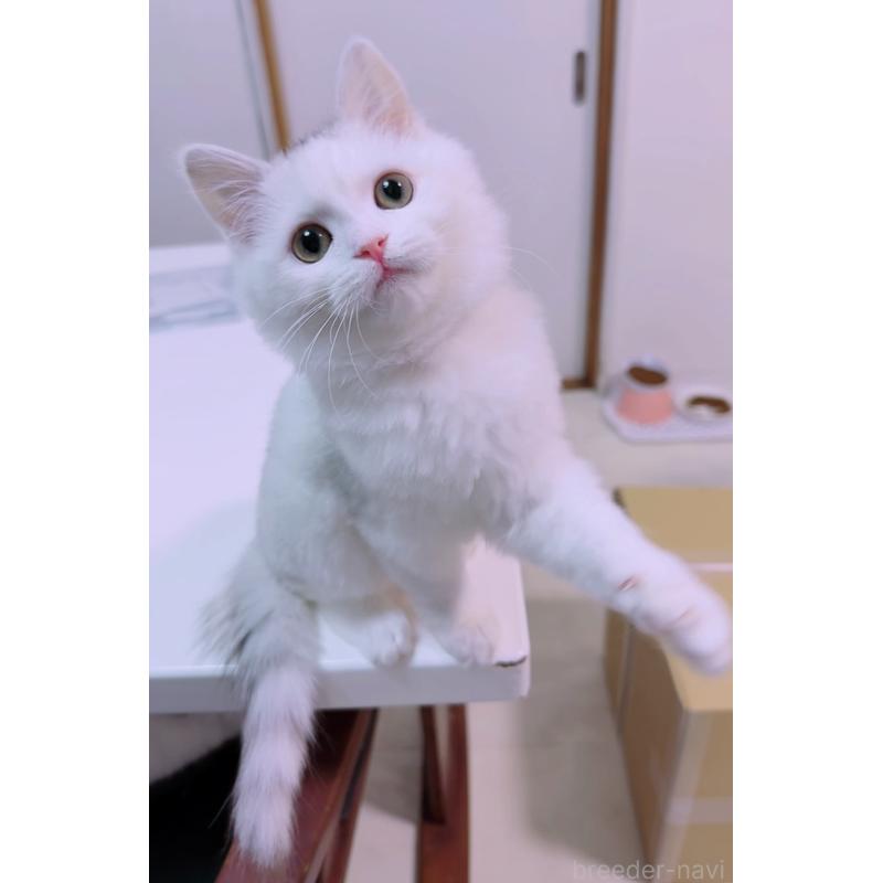 販売中の京都府のスコティッシュフォールド-135673の2枚目