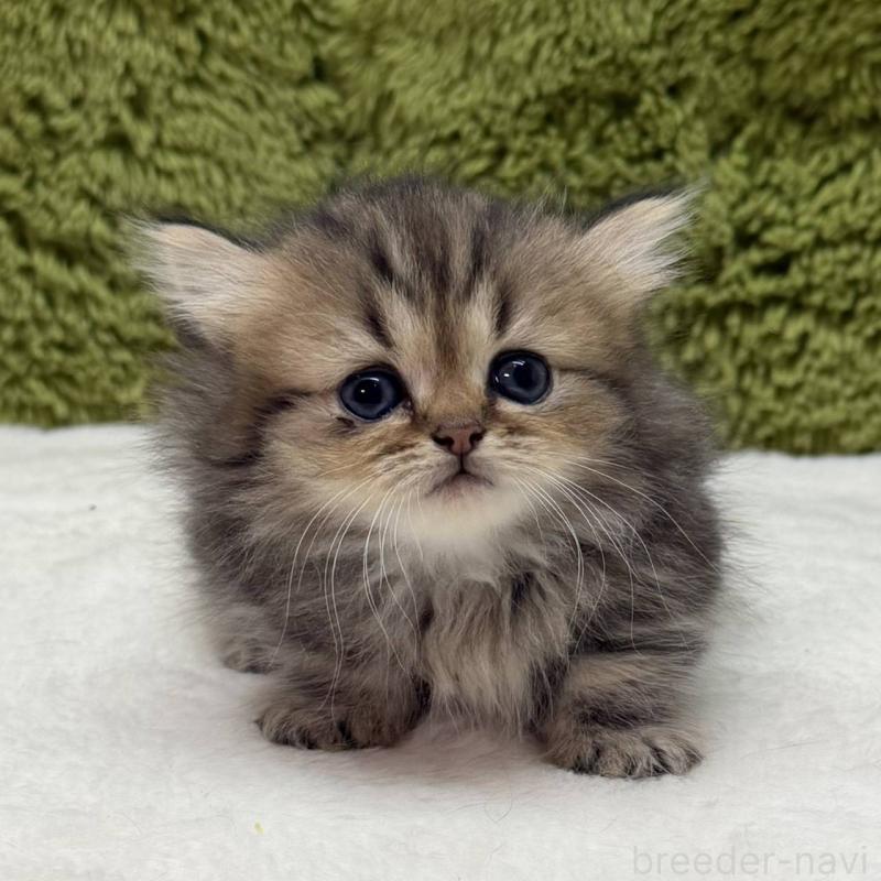 販売中の愛知県のマンチカン(短足)-139432の1枚目