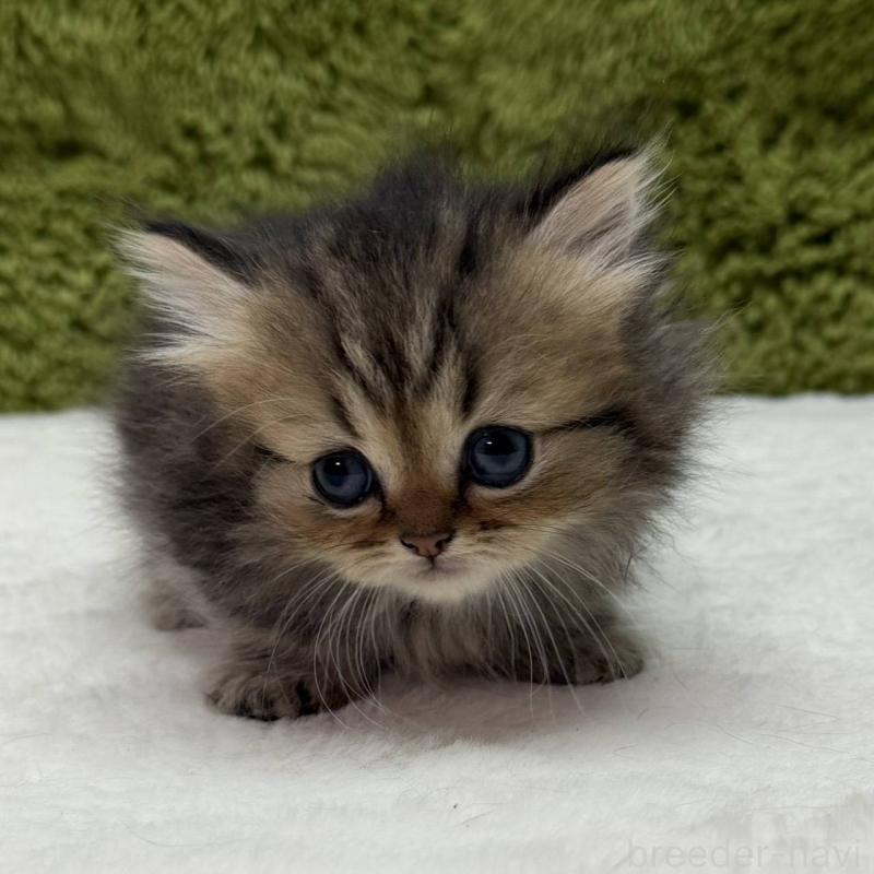 販売中の愛知県のマンチカン(短足)-139432の2枚目