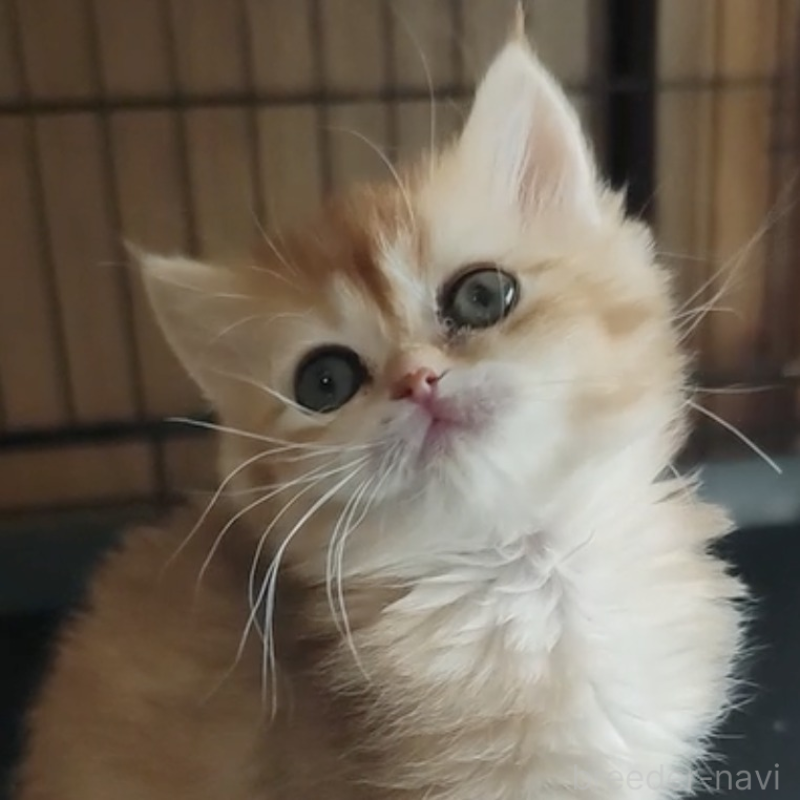 販売中の三重県のブリティッシュショートヘア-139433の2枚目