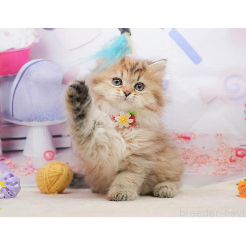 販売中の千葉県のミヌエット-139434の1枚目