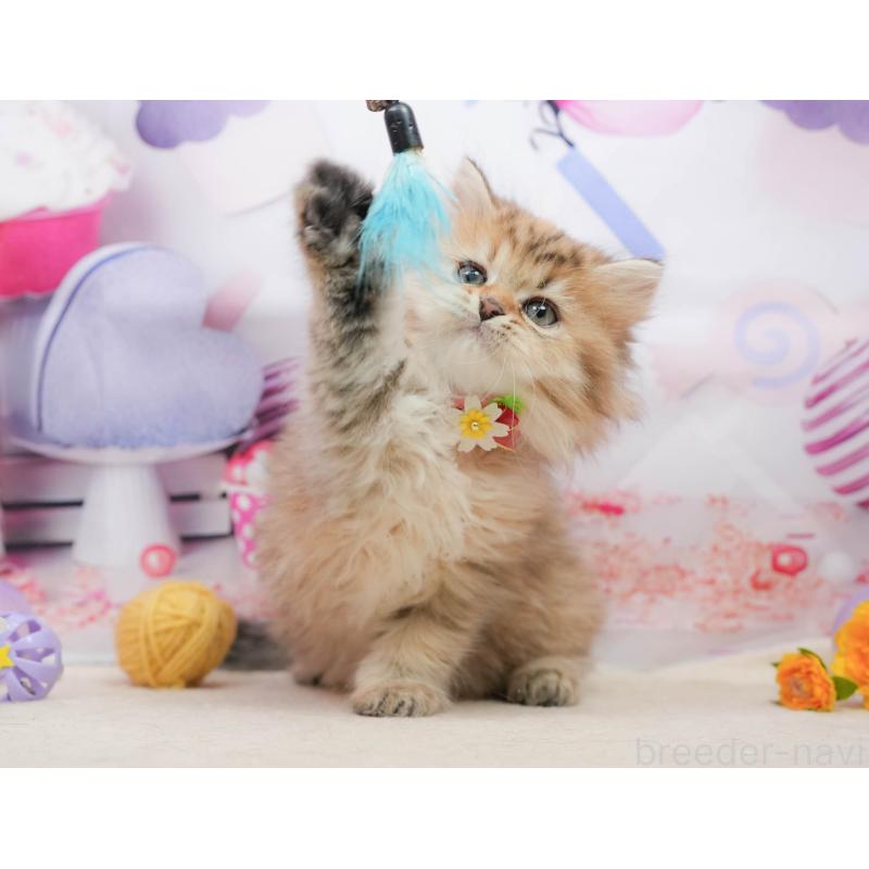 販売中の千葉県のミヌエット-139434の9枚目