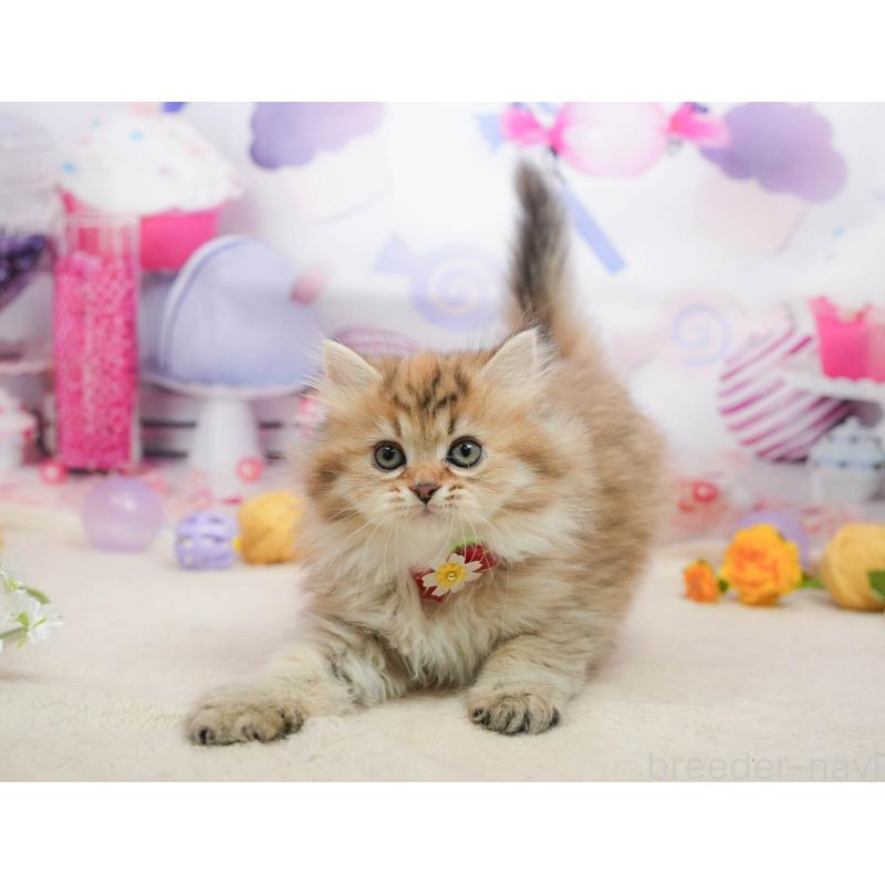 販売中の千葉県のミヌエット-139434の8枚目