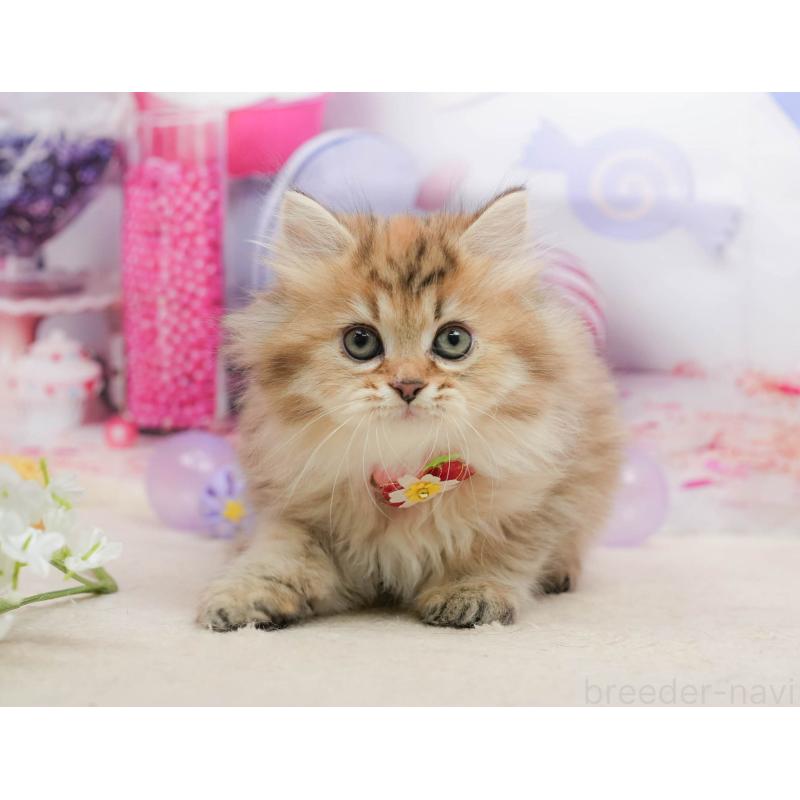 販売中の千葉県のミヌエット-139434の7枚目