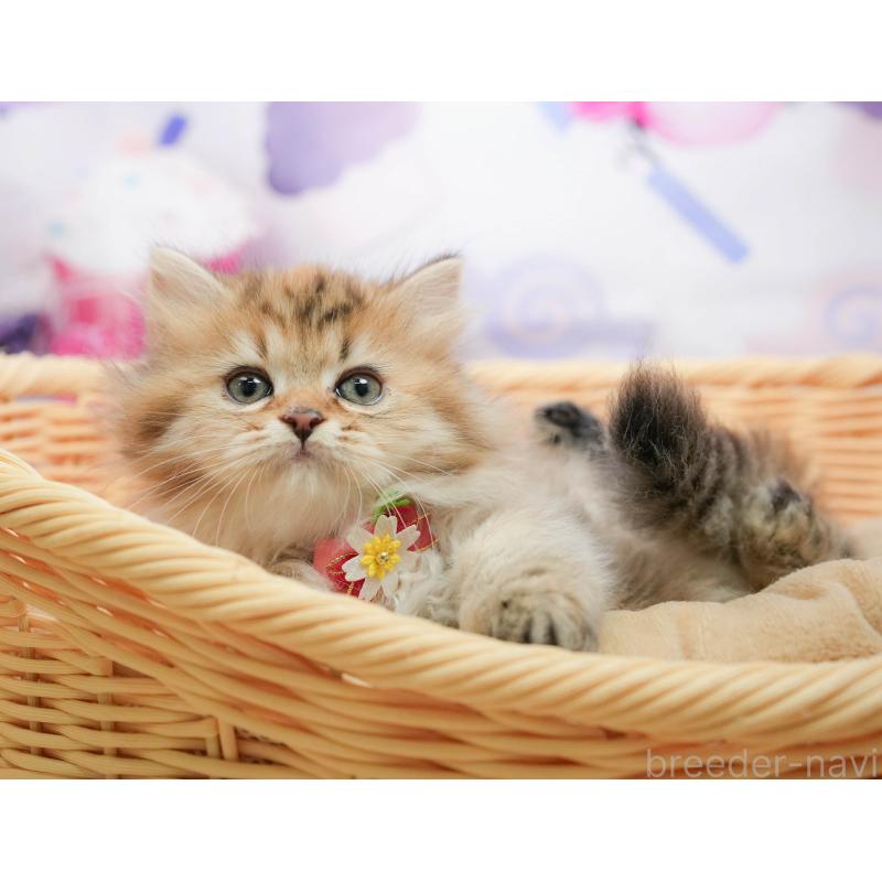 販売中の千葉県のミヌエット-139434の5枚目