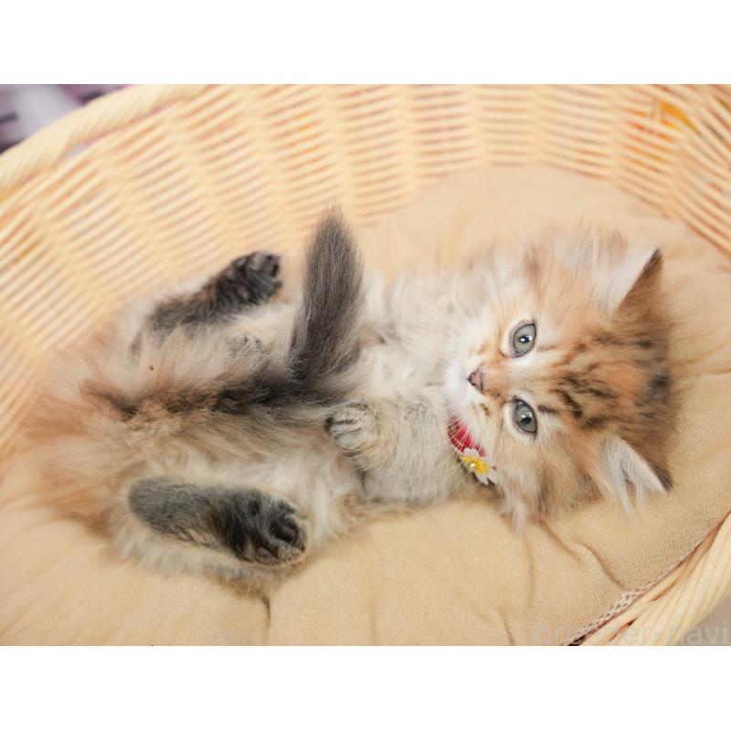 販売中の千葉県のミヌエット-139434の4枚目