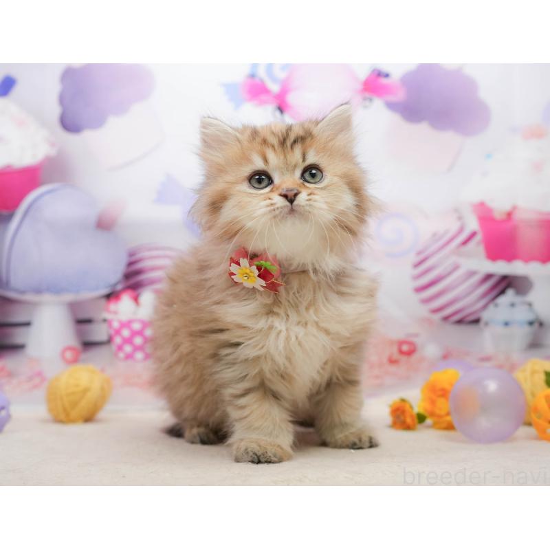 販売中の千葉県のミヌエット-139434の3枚目