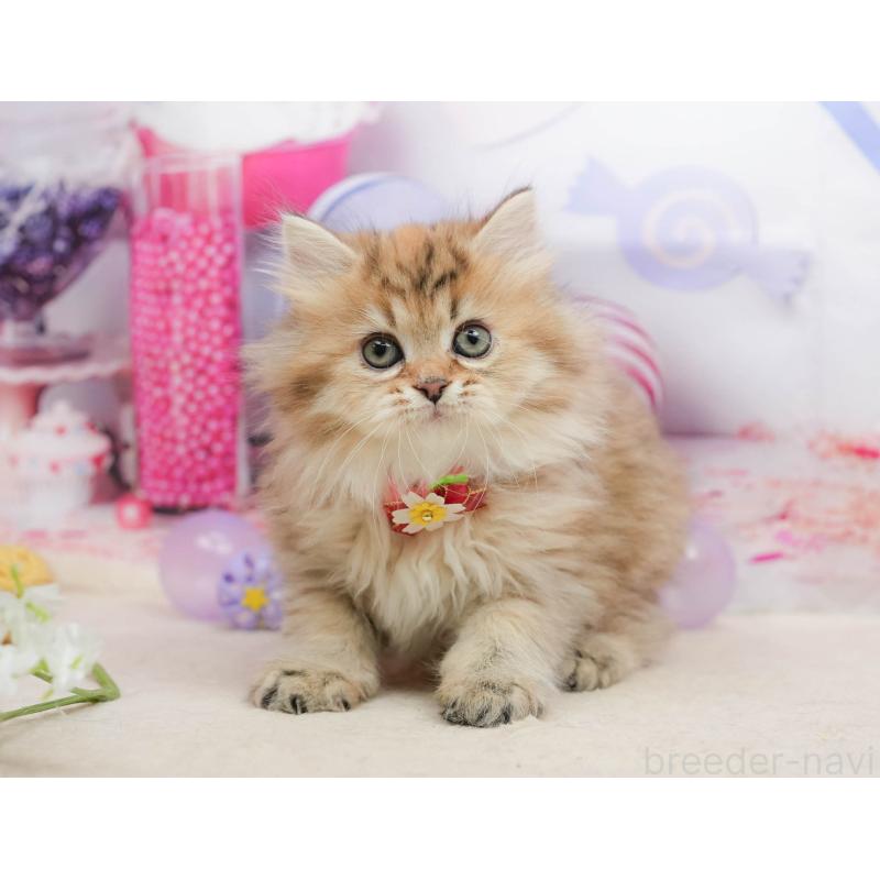 販売中の千葉県のミヌエット-139434の2枚目