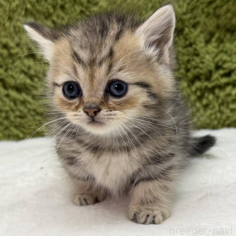 販売中の愛知県のマンチカン(短足)-139435の1枚目