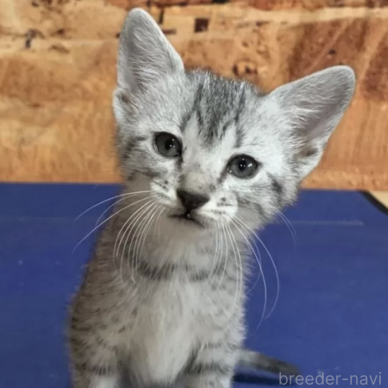 販売中の千葉県のエジプシャンマウ-139436の1枚目