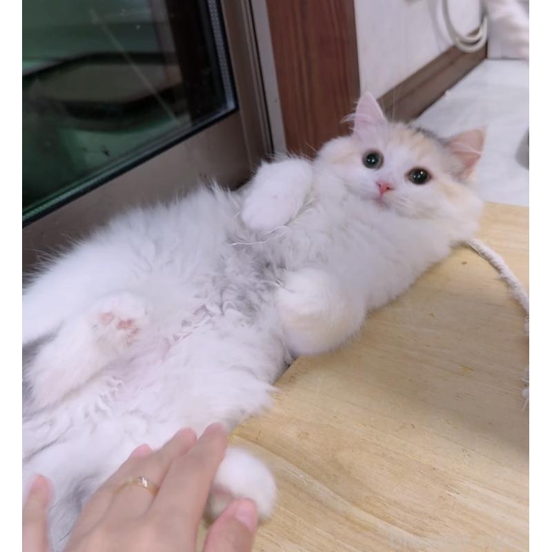 販売中の京都府のミヌエット-133227の5枚目